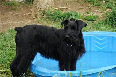 Giant Schnauzer Puppies for Sale